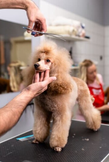 Man cutting hair of poodle