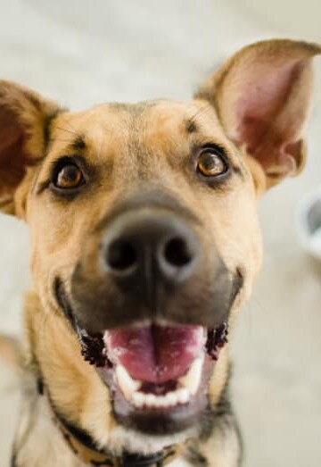 Smiling happy dog