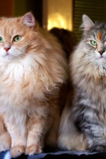 Two beautiful long-haired cats