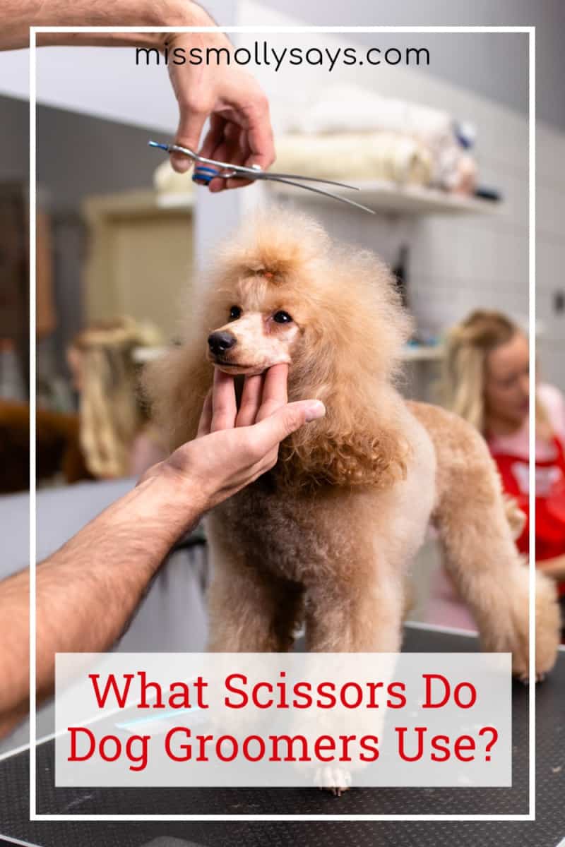 What Scissors Do Dog Groomers Use? Miss Molly Says