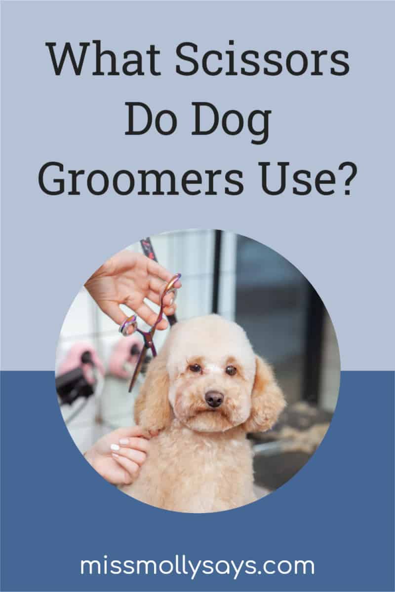 What Scissors Do Dog Groomers Use? Miss Molly Says
