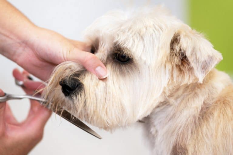 What Scissors Do Dog Groomers Use? Miss Molly Says