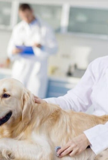 Vet listening to an adult golden Labrador's heart