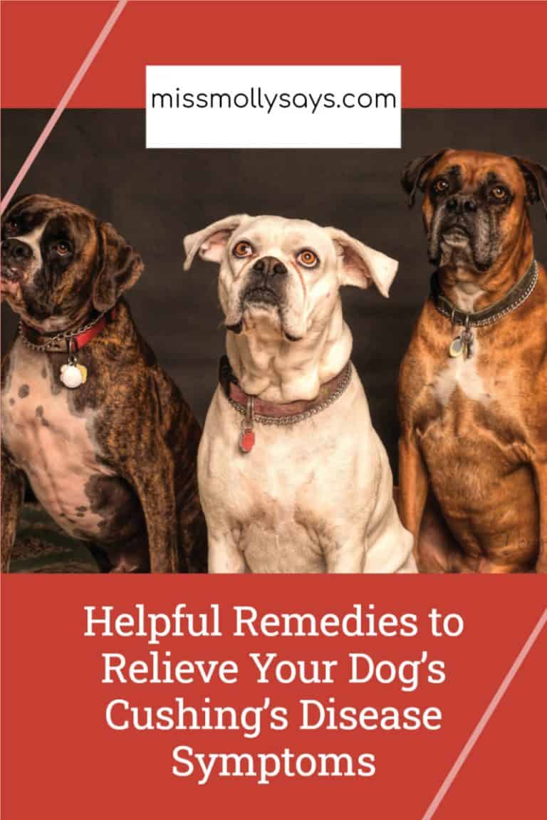 Helpful Remedies to Relieve Your Dog’s Cushing’s Disease Symptoms
