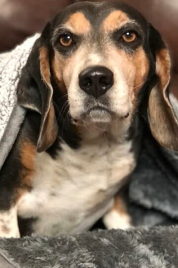 Pet Parents Waterproof Pawtect Blankets: The Best in Comfort & Protection