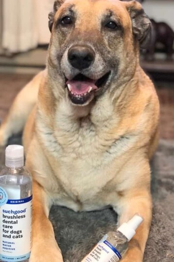 Suchgood is a Simple & Effective Solution to Pet Dental Care
