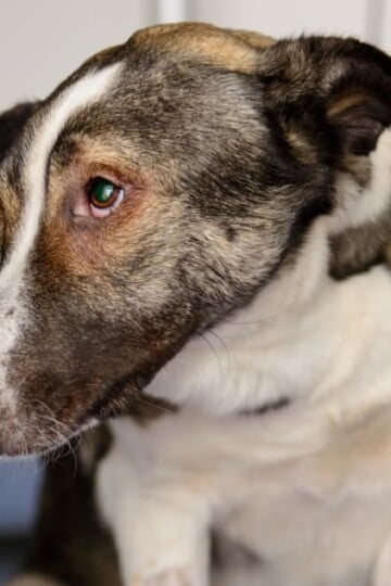 Scared dog with head down and looking up