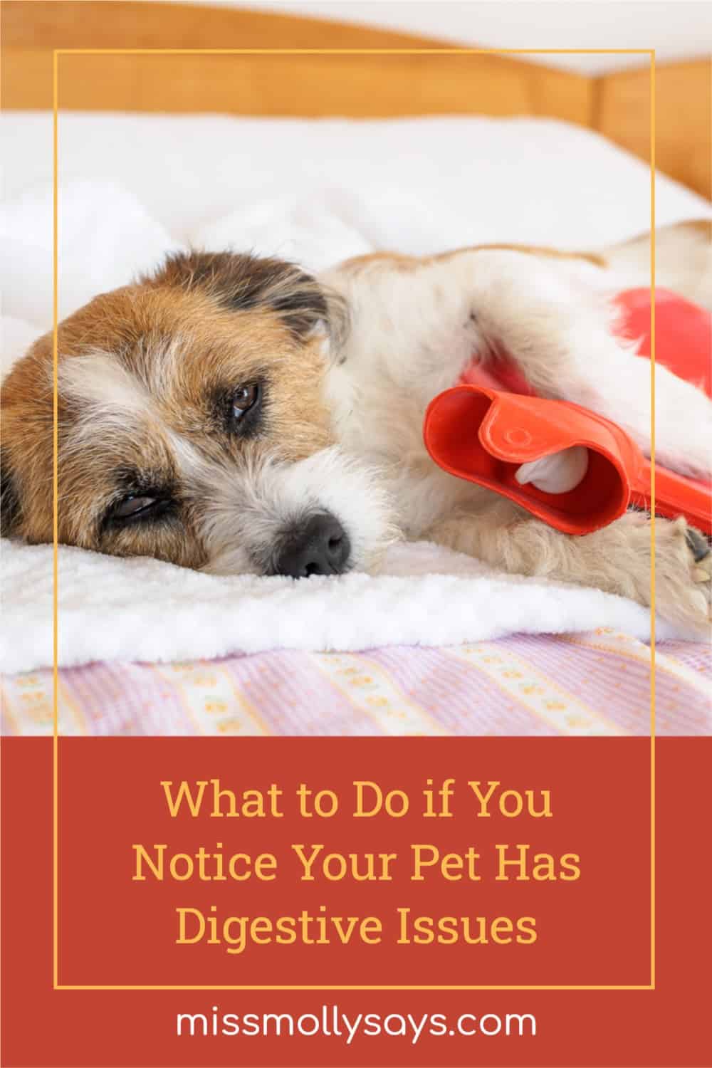 What to Do if You Notice Your Pet Has Digestive Issues