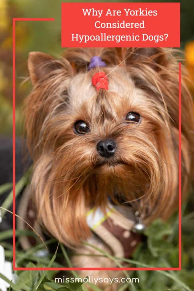 Why Are Yorkies Considered Hypoallergenic Dogs? Miss Molly Says