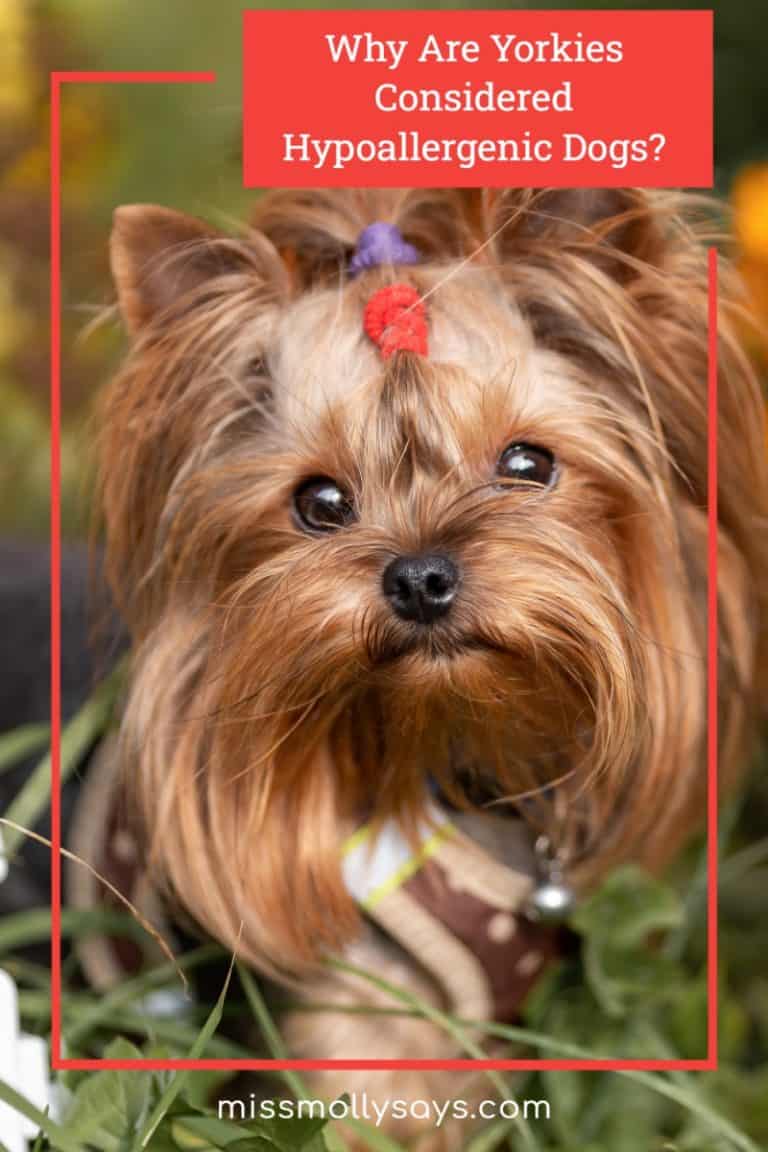 Why Are Yorkies Considered Hypoallergenic Dogs? Miss Molly Says