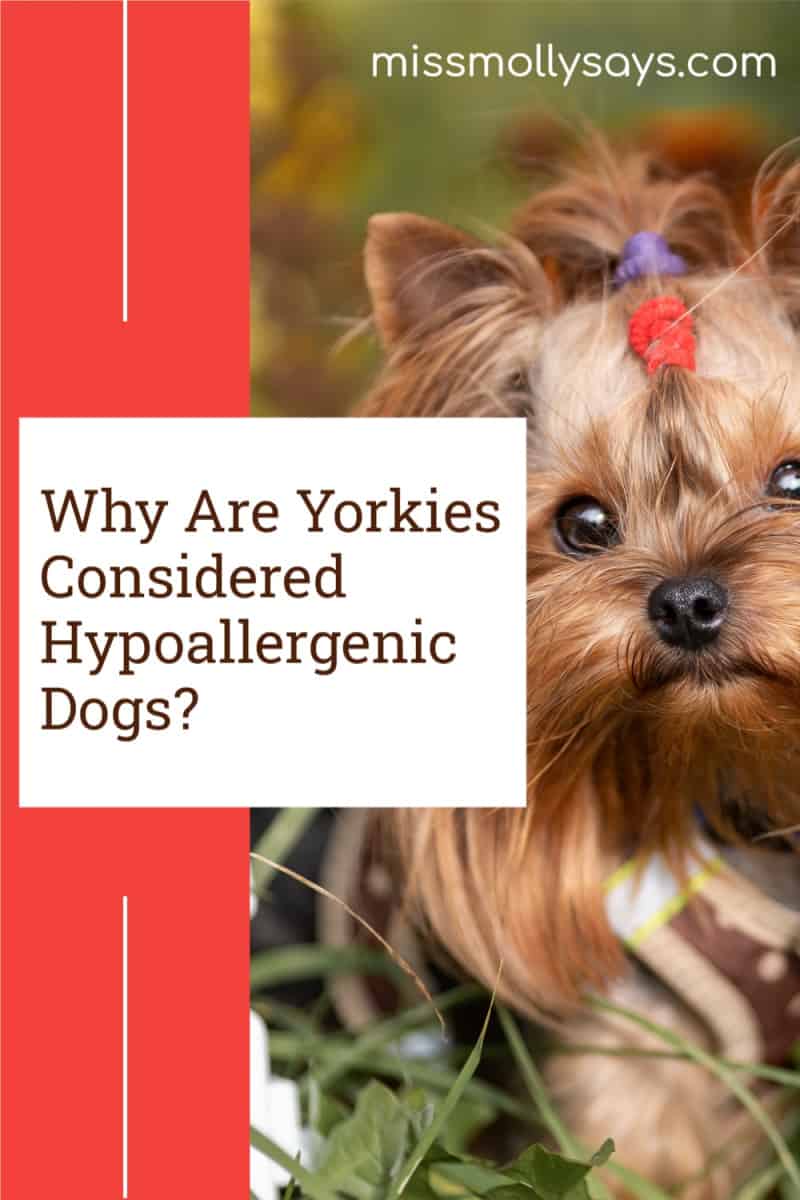 Why Are Yorkies Considered Hypoallergenic Dogs? Miss Molly Says
