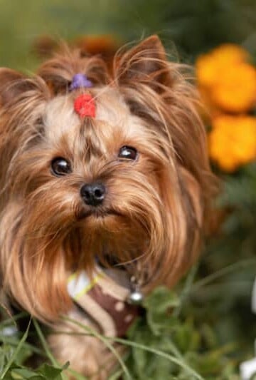 Yorkie terrier wearing a red bow with orange flowers in background