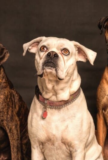 Three dogs sitting in a row watching photographer