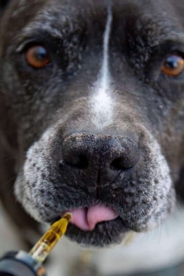 Dog taking a dose of CBD oil from dropper
