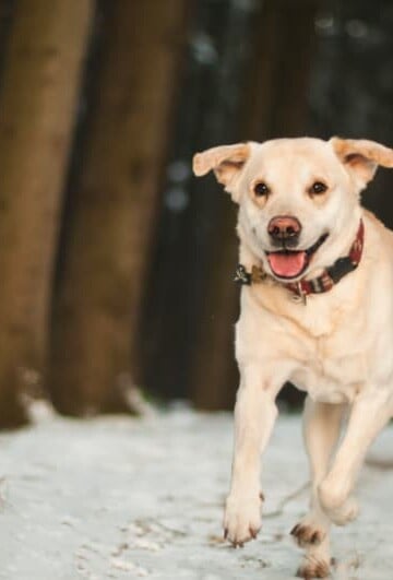 White dog running in the snow