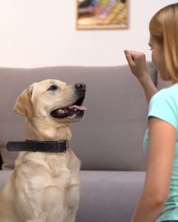 Woman training a white dog