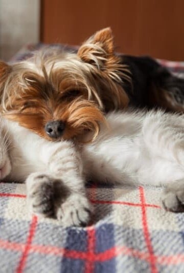 A small dog and a kitten sleep at home