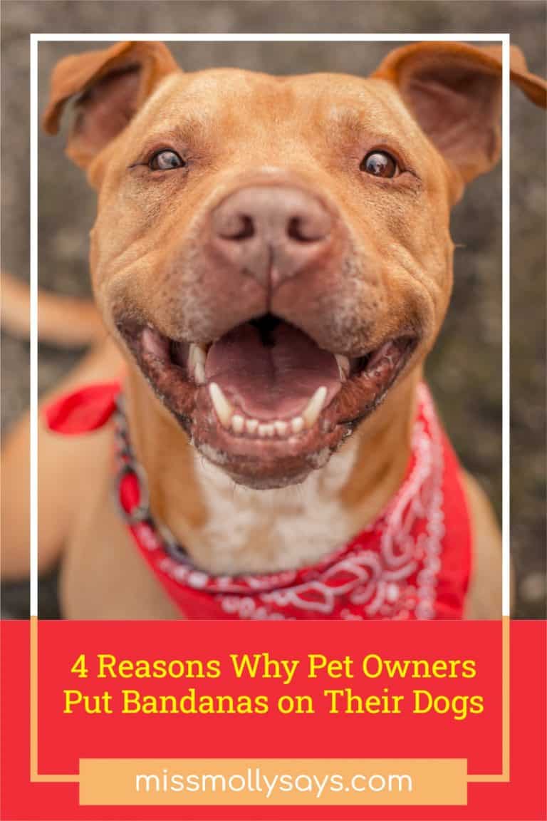 4 Reasons Why Pet Owners Put Bandanas on Their Dogs Miss Molly Says
