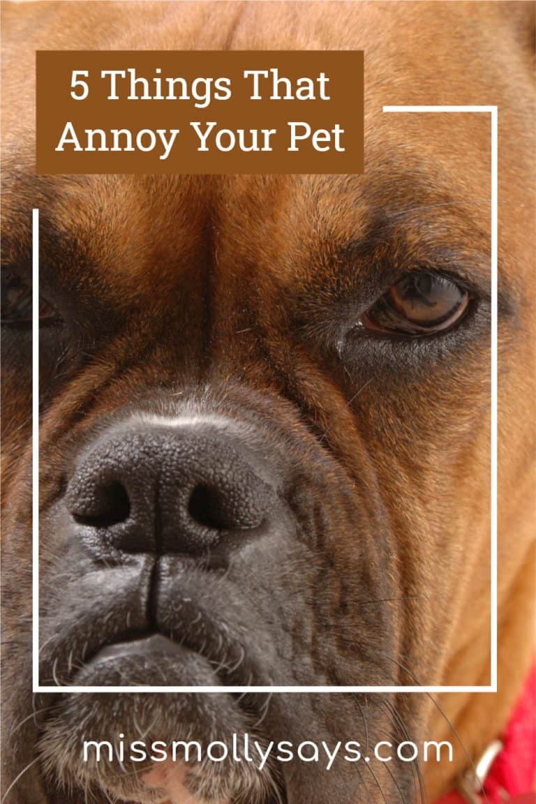 5 Things That Annoy Your Pet Miss Molly Says