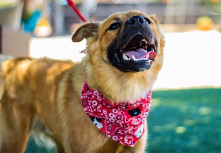 4 Reasons Why Pet Owners Put Bandanas on Their Dogs Miss Molly Says