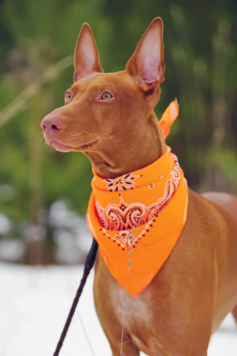 4 Reasons Why Pet Owners Put Bandanas on Their Dogs Miss Molly Says