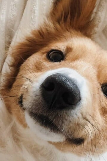 Cute happy dog