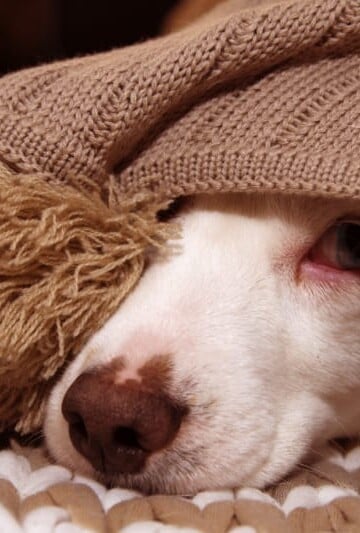 How to Work on Your Dog's Separation Anxiety