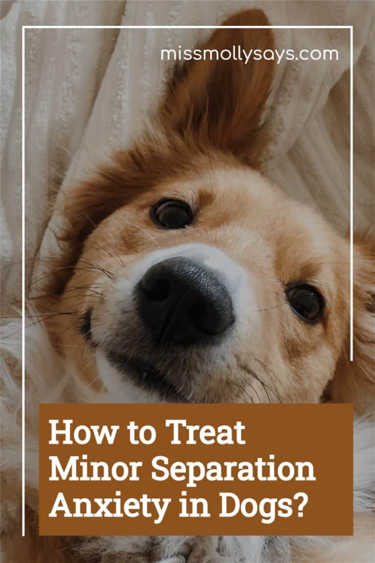 How to Treat Minor Separation Anxiety in Dogs? Miss Molly Says