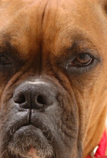 5 Things That Annoy Your Pet