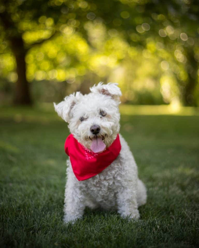 4 Reasons Why Pet Owners Put Bandanas on Their Dogs Miss Molly Says