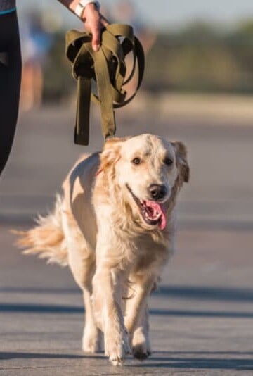 Woman jogging with a dog
