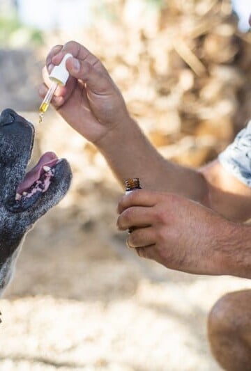 Black dog taking CBD oil