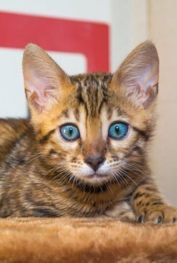 Why is my cat throwing up clear liquid?