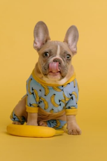Small dog in cute outfit with bananas on it