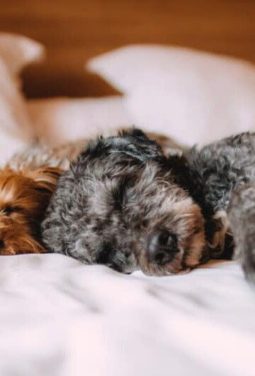 Alternative Therapies That Can Help Your Pets Heal When Medication Isn't Working