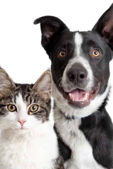How to Get High-Quality Portraits of Your Dog or Cat