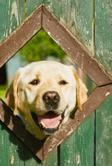 A Fur Parent's Guide To Outdoor Containment Solutions