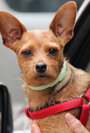 Small dog wit red harness leaning out car window