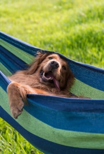 Golden Retriever resting in a hammock
