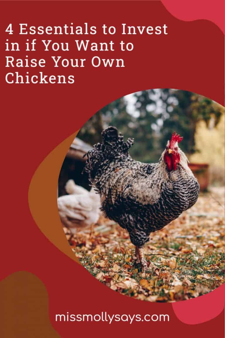 4 Essentials to Invest in if You Want to Raise Your Own Chickens Miss