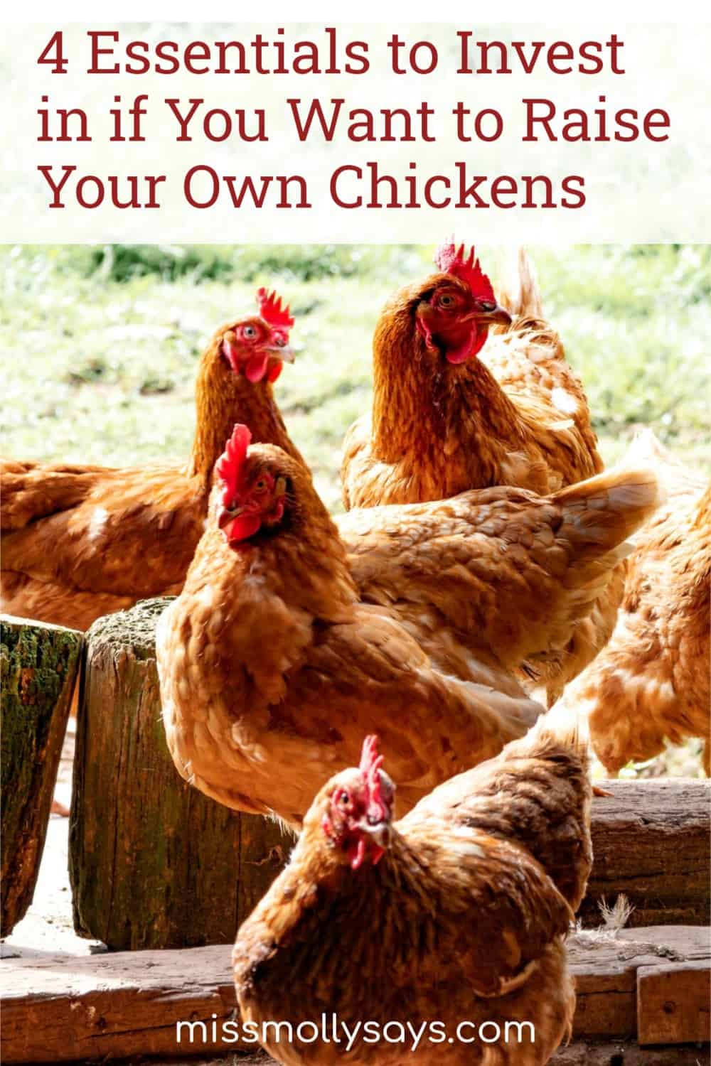 4 Essentials to Invest in if You Want to Raise Your Own Chickens Miss