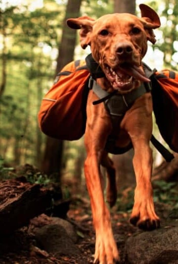 Dog hiking with orange saddlebags