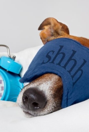 Dog sleeping with eye mask on and holding alarm clock