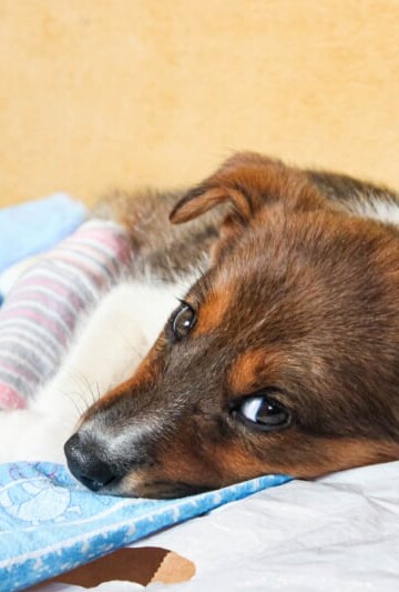 Puppy with a broken paw and plaster.