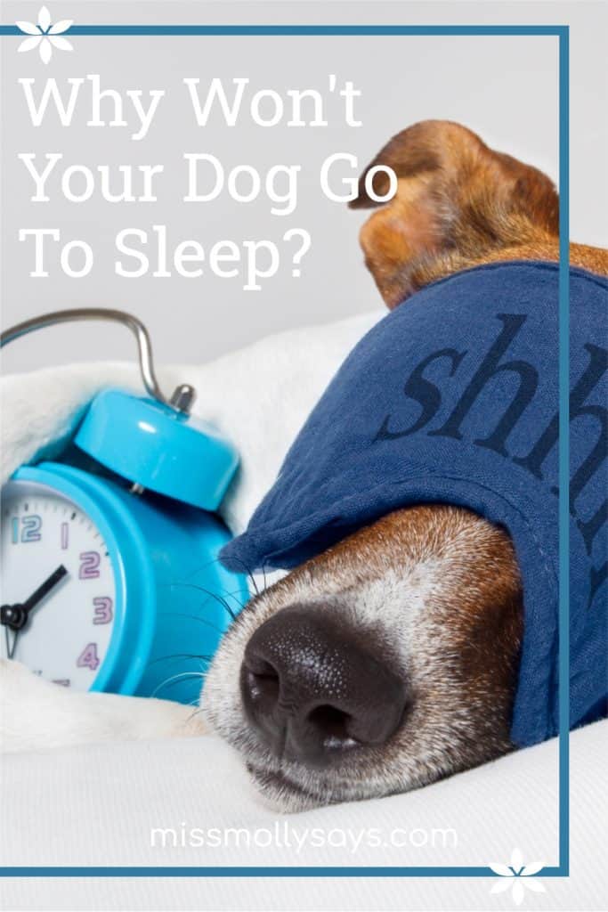 Why Won't Your Dog Go To Sleep? Miss Molly Says