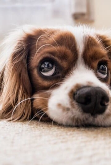 A Cocker Spaniel dog laying on the floor