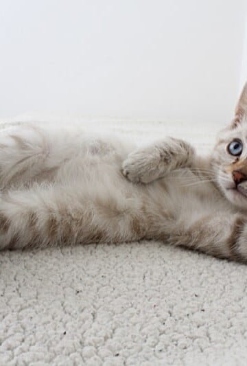Cute gray and white kitten