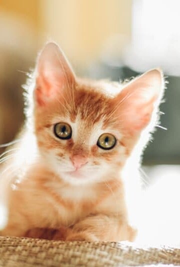 Cute orange kitten