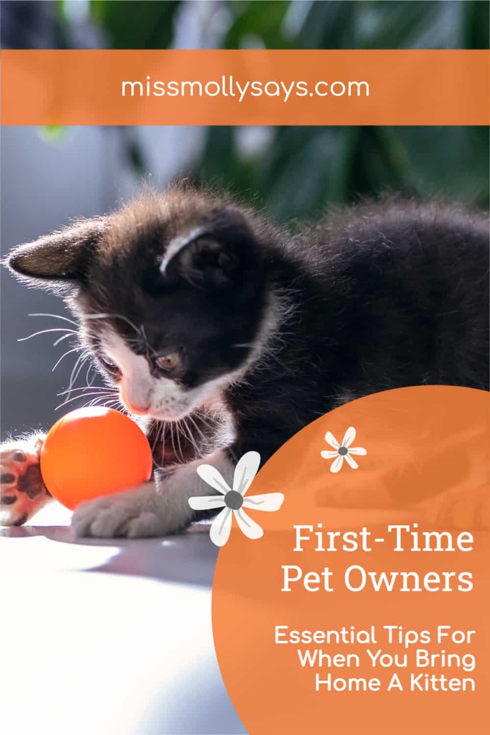 FirstTime Pet Owners Essential Tips For When You Bring Home A Kitten
