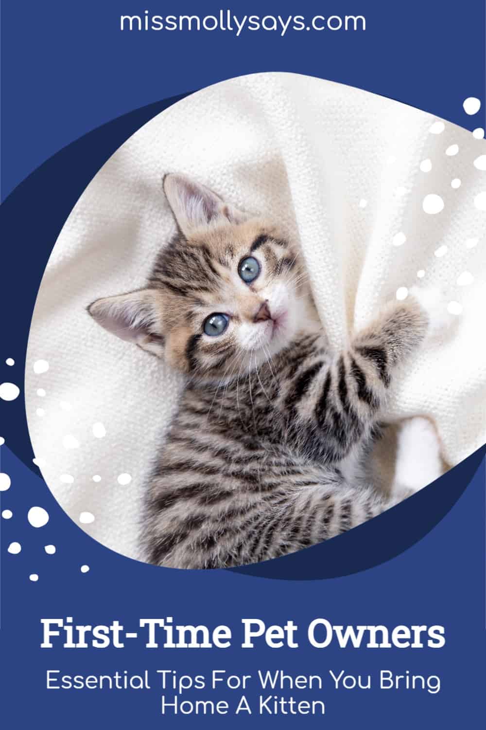 FirstTime Pet Owners Essential Tips For When You Bring Home A Kitten